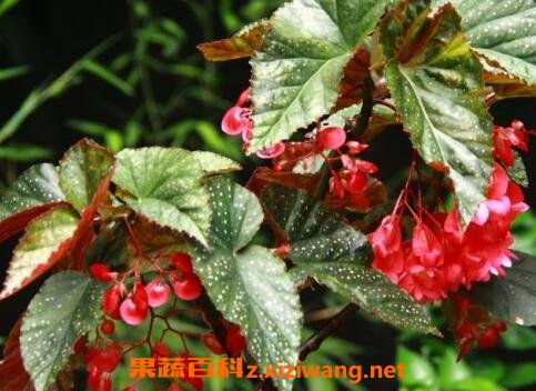 ��Ҷ���Ļ�����ֳ������ע������