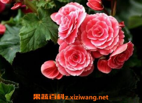 �����Ļ�����ֳ������ע������