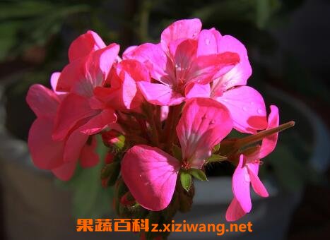 �����Ļ�����ֳ������ע������