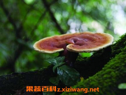 ��֥��ô��Ч����� ��Ȼ��֥��ʳ�÷���