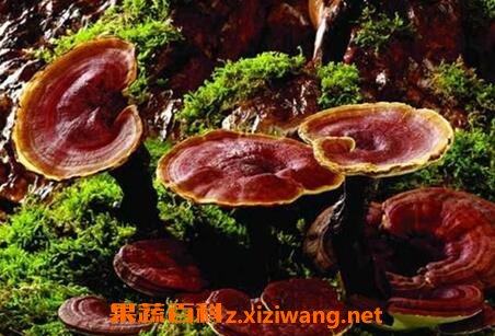 ��֥��ô��Ч����� ��Ȼ��֥��ʳ�÷���