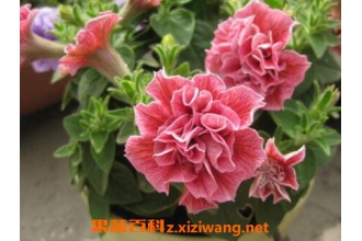 �ذ갫ǣţ������ֳ������ע������