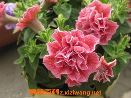 �ذ갫ǣţ������ֳ����