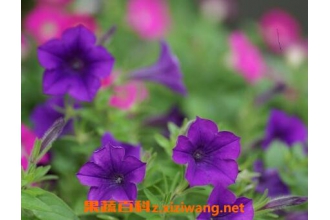 ��ǣţ������ֳ������ע������