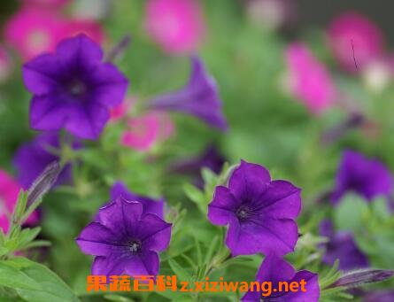 ��ǣţ������ֳ������ע������