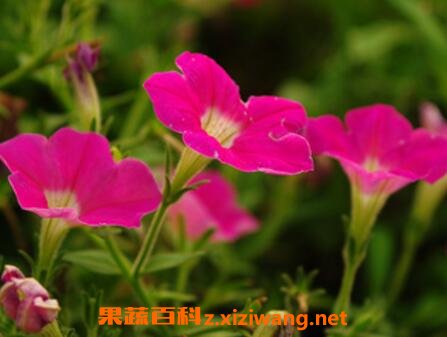 ��ǣţ������ֳ������ע������