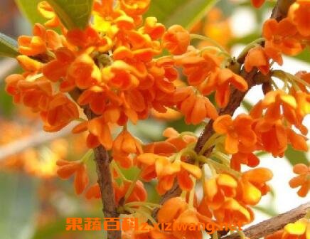 ��𻨵���ֳ������ע������