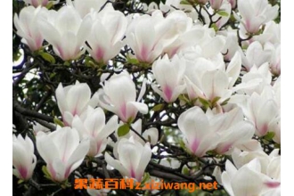 ����������ֳ������ע������