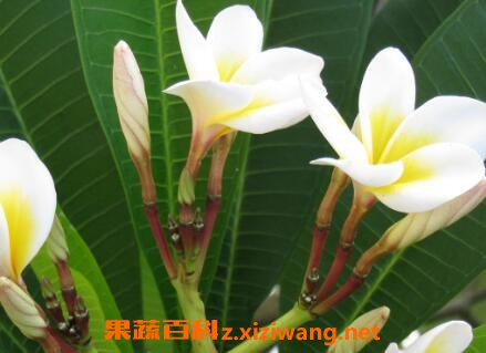 ����������ֳ������ע������