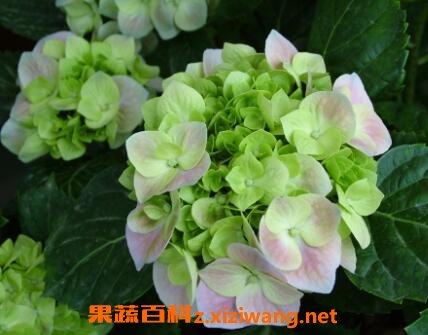 �˽����򻨵���ֳ����