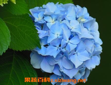 �˽����򻨵���ֳ����