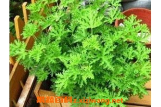 ���Ա��ɻ�����ֳ������ע������