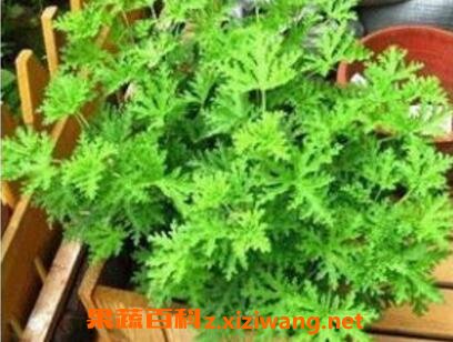 ���Ա��ɻ�����ֳ������ע������