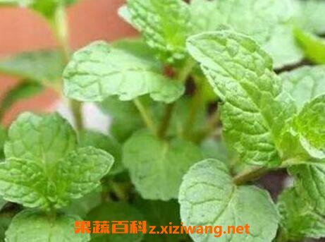 ���Ա��ɻ�����ֳ������ע������