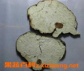 茯神
