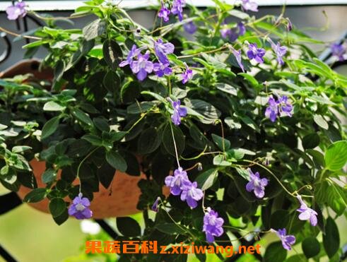 ���໨����ֳ������ע������