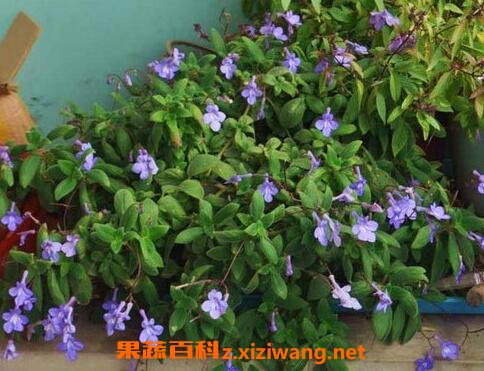 ���໨����ֳ������ע������