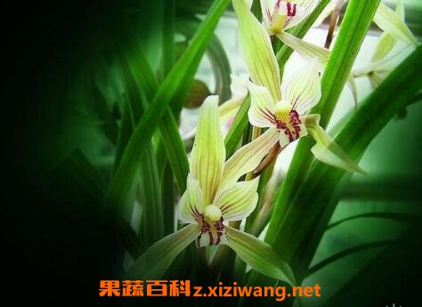 ���ݻ�����ֳ����