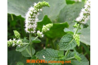 ���ɻ�����ֳ������ע������
