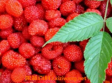 Ұ��ݮ��ô�� Ұ��ݮ�Ĺ�Ч������