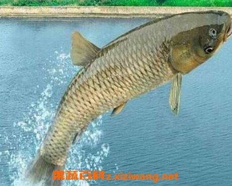 ����������ô�� �������͵Ĺ�Ч������