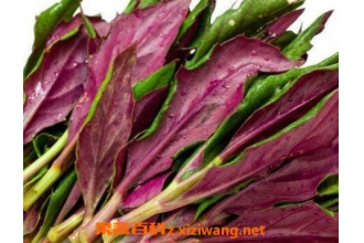 ѩƤ��/�ϱ��˵�Ӫ����ֵ�볣���Է�