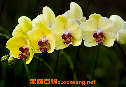 ����������ֳ������ע������