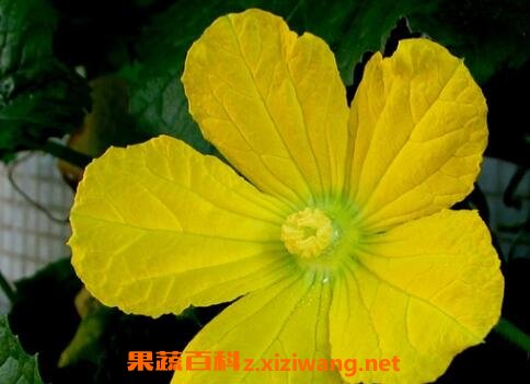 冬瓜花的功效与作用