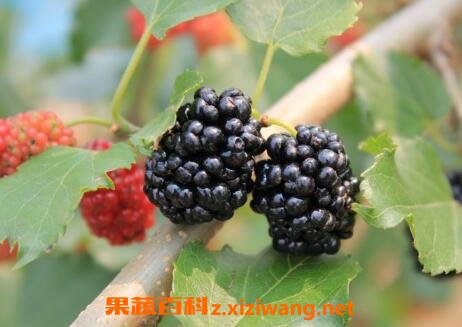 ��ݮ����Ӫ����ֵ