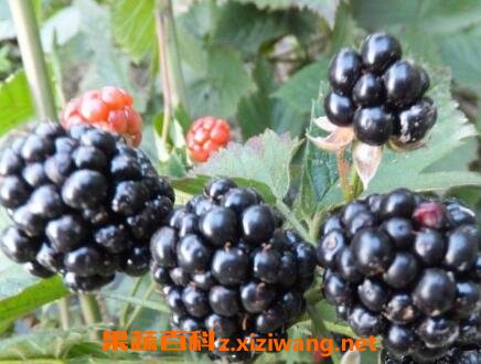 ��ݮ����Ӫ����ֵ