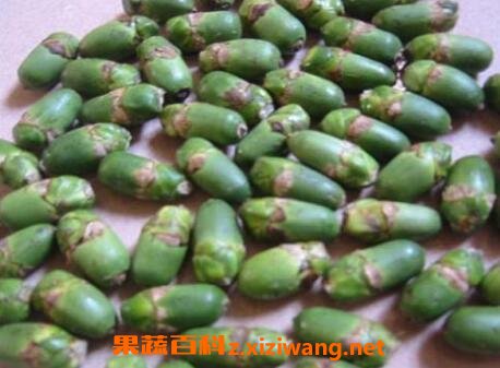 槟榔有什么作用槟榔的危害 水果知识 做法 功效与作用 营养价值www Asqxzs Com