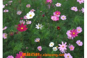 ��˹����ô�� ��˹�յ���ֲ����