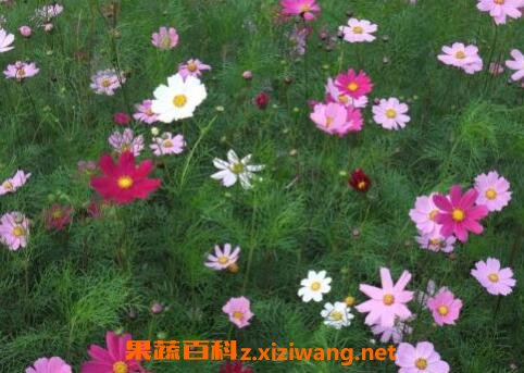 ��˹����ô�� ��˹����ֲ����