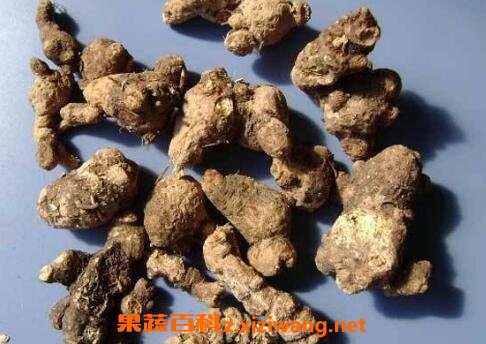 苍术的功效与作用及禁忌