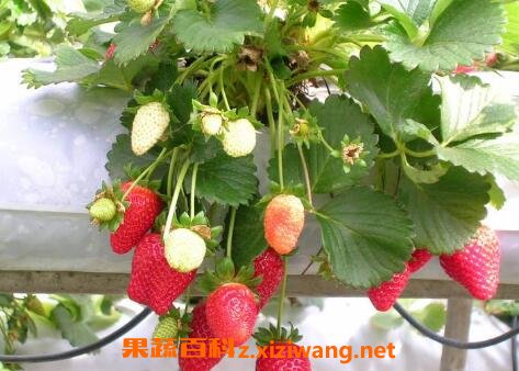 ��̨��ݮ����ֲ��������