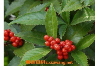 ��ɺ���ķ�ֳ�����ͼ���