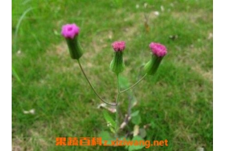 һ���Ĺ�Ч�����ü�ҩ�ü�ֵ