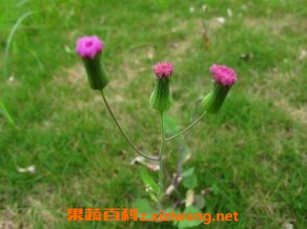 һ���Ĺ�Ч������