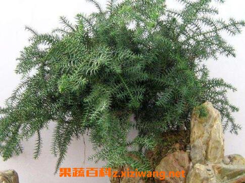 ����ɼ����ֳ����
