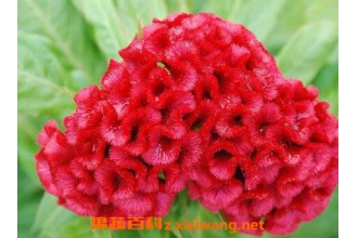 �켦�ڻ��Ĺ�Ч������