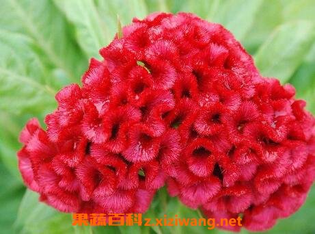 �켦�ڻ��Ĺ�Ч������