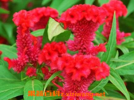 �켦�ڻ��Ĺ�Ч������