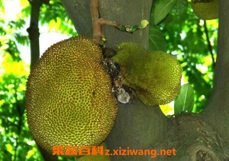 ľ������ô�Բźó�