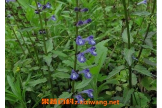 ��֦���������빦Ч