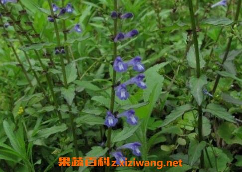 ��֦���������빦Ч