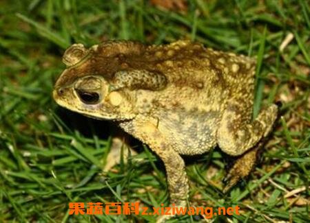 ��ܵ�ҩ�ù�Ч������