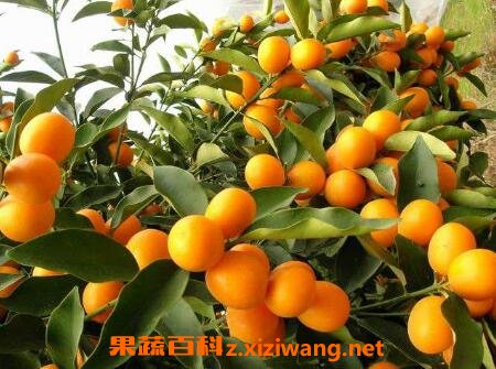 �Խ�۵ĺô��빦Ч����