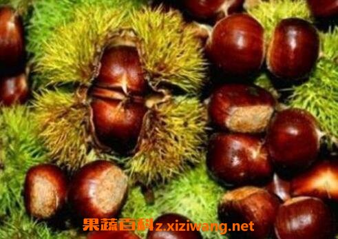 �����ӵĺô��빦Ч������