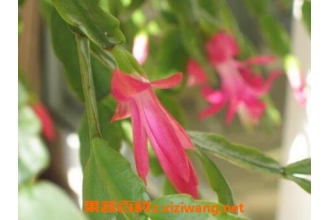 ָ�ڻ��Ĺ�Ч������
