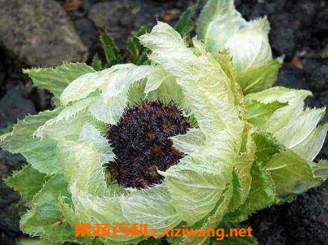 ѩ�����ݾƵĹ�Ч������